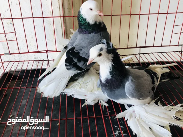 السلام عليكم كوبيه هزاز مشاء الله    طرابلس