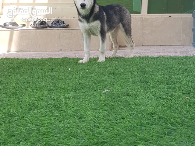 husky 3 month