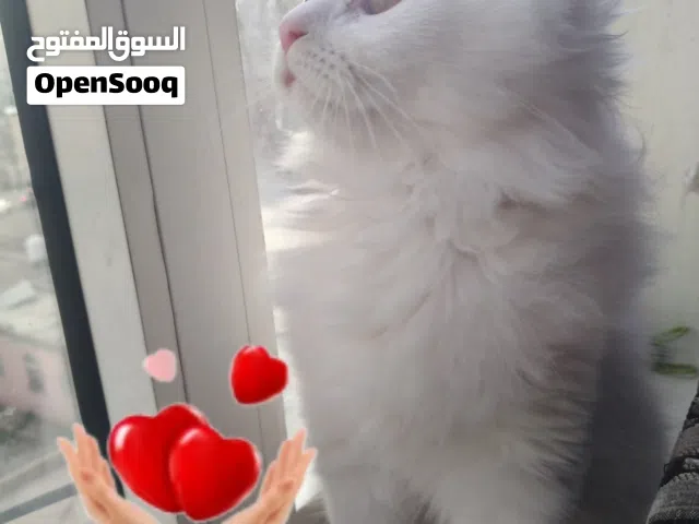 حيوانات للبي..