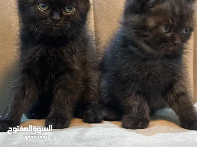 قطط سكوتش ستريت شورت هير للبيع