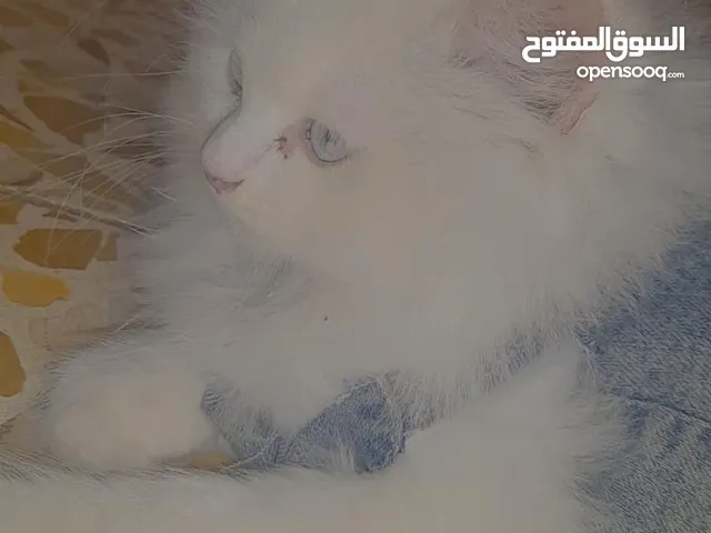 قطة شيرازي عمرها شهرين للبيع