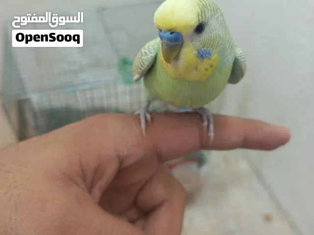 طير حب لعوب اليف توب صحة ونظافة