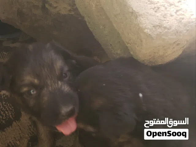 جراوي جيرمان اصل 6 اصابع عظم عريض عمر شهر للبيع