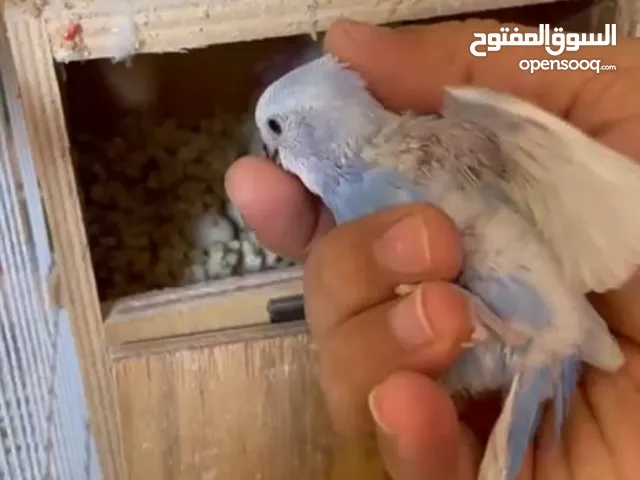للبيع عصفور الحب love bird بادجي من انتاجي في المنزل الحبه 40 درهم