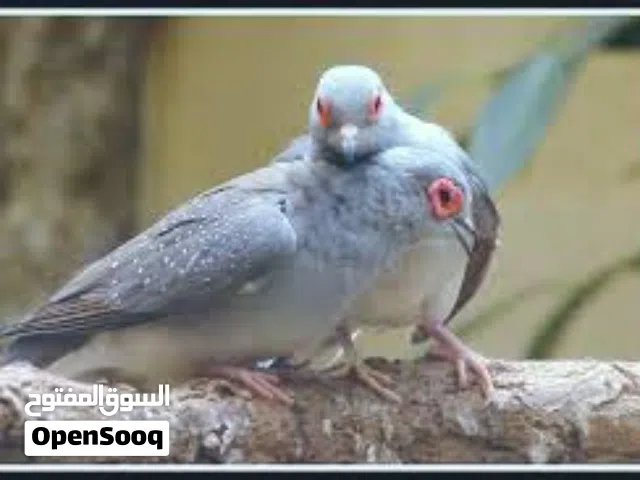 حمام يمام ماسي ومقنع أصغر انواع اليمام تحفه