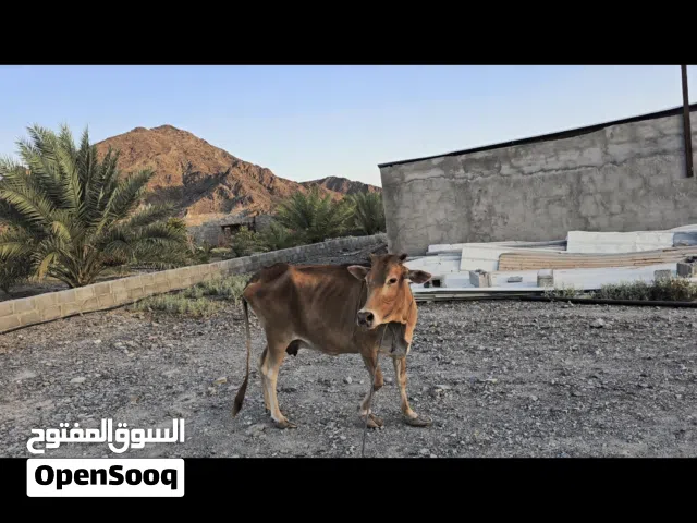 للبيع بقره عمانيه شوف الوصف