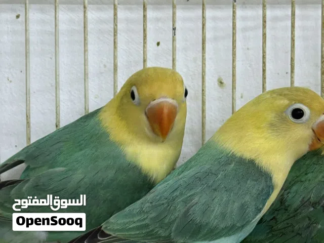 فيشر محلي للبيع