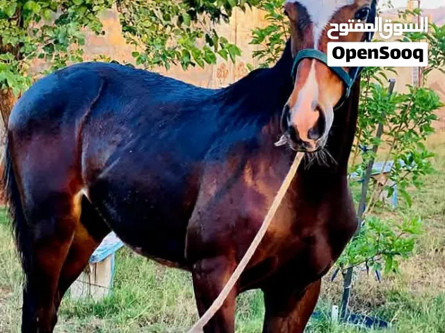 فلوه ربي يبارك العمر 5شهور