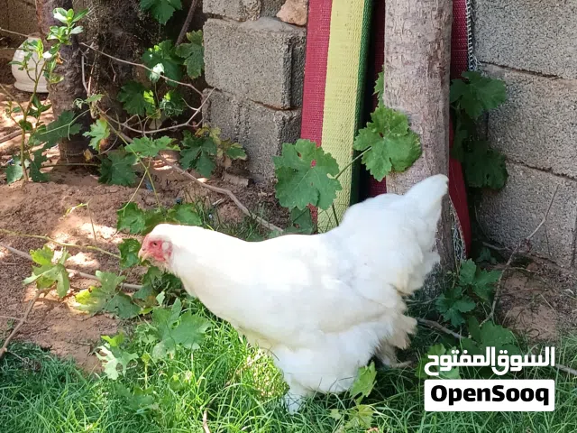 كوبية براهما أبيض