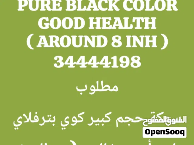 FULL BLACK