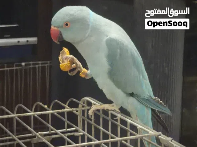 دره ازرق للبيع اليف ثوب كامل