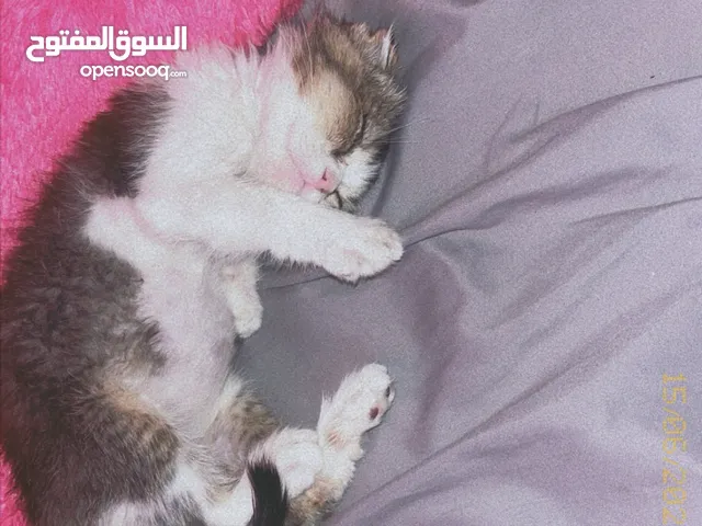 قطه للتبني انثى ممتازه  ولعوبه