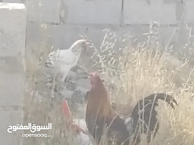 دجاج بلدي بياض مضمون عرطه