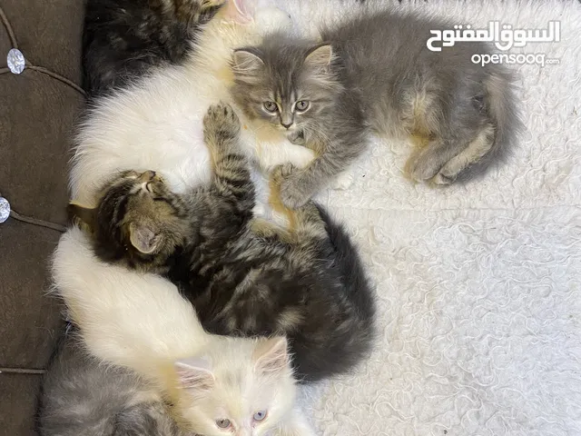 قطط عمر شهرين ونص من اب سكوتش وام شيرازيه لعوبيين وصحه فول شرط الفحص الطبي الوحده ب25