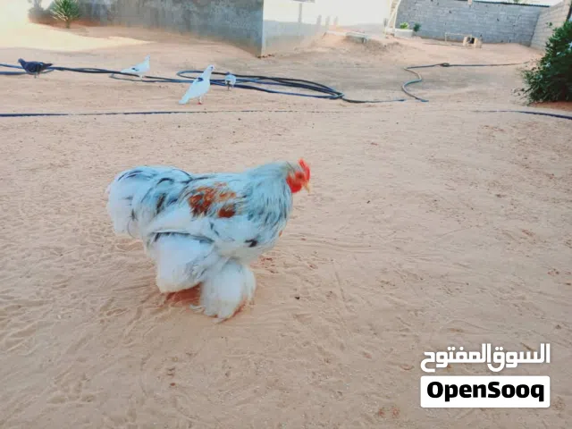 فراريج استرالي خوت عش ربي ايبارك بو اعلي ليموني