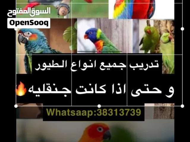 تدريب جميع أنواع الطيور