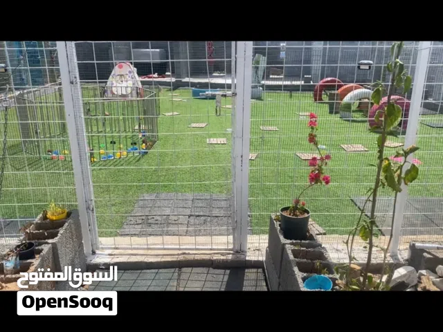 فندقة كلاب شمال جدة