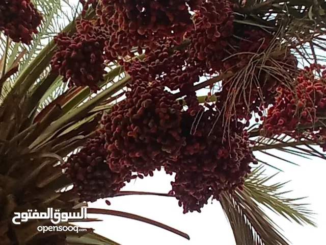 جداد للبيع تعال وختار نخل يلي يناسبك شي على 4 وشي على 5 ريال والكميه محدود