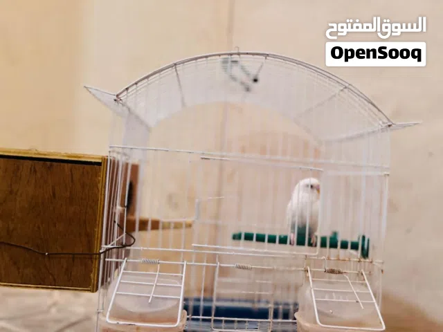 عصفور بقلينو