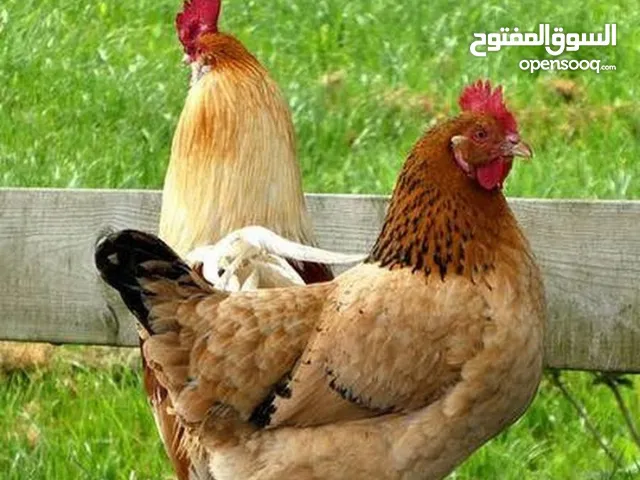 دجاج بلدي ديوك بلدي صيصان بلديه للبيع