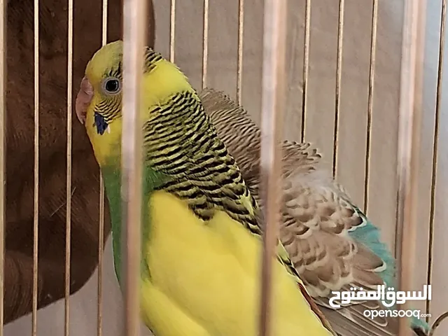 1 pair of love birds yellow and blue