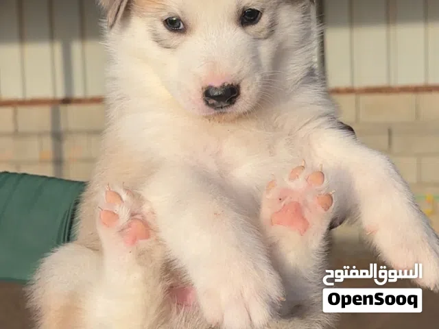 هاسكي سيبيري