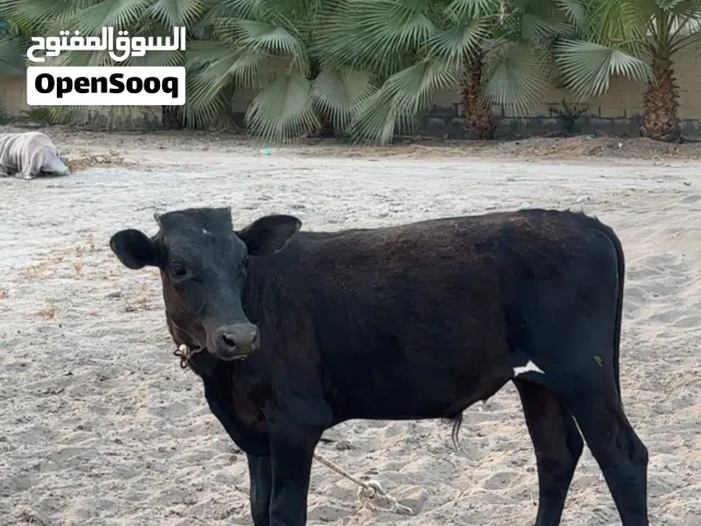 للبيع عجل نمساوي