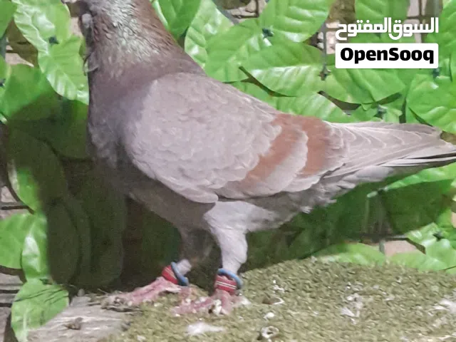 هندياني طير حمام