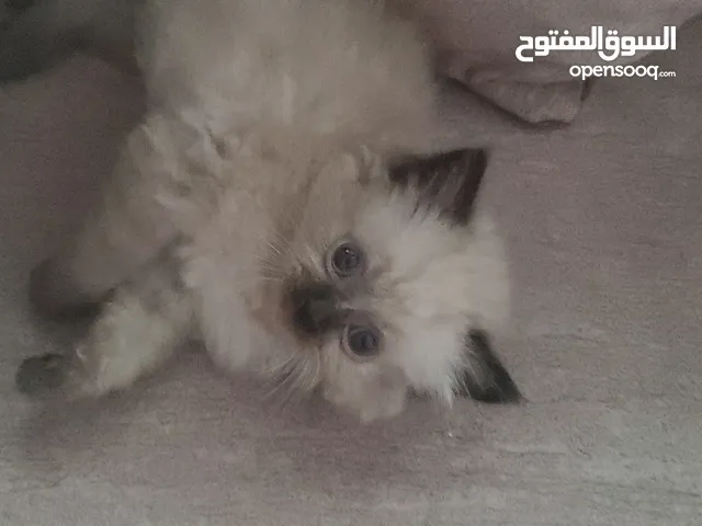 قطط للبيع بسعر مناسب