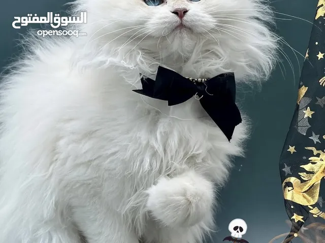 british golden point kittens