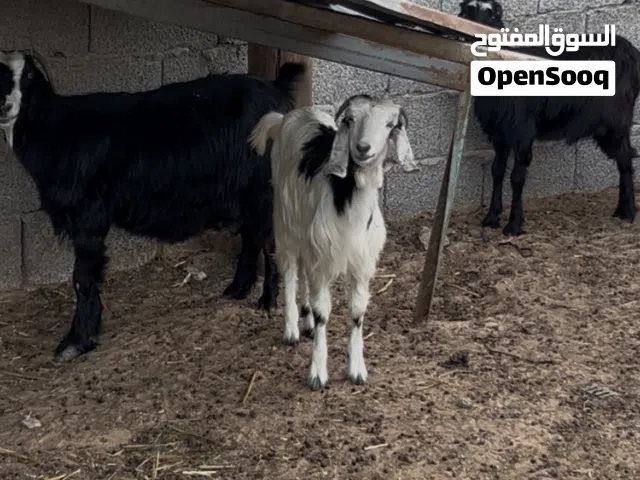 عنز عربيه للبيع