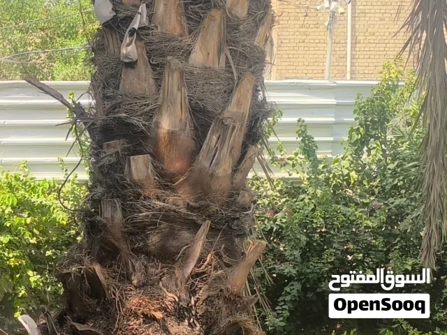 300 m2 2 Bedrooms Townhouse for Sale in Baghdad Al Turath