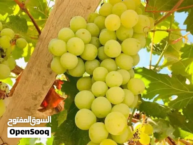 3 Bedrooms Farms for Sale in Benghazi Sidi Faraj
