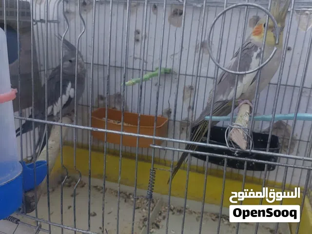 جوز كوكتيل الفحل وايت فيس والانثى بسكوتي للبيع او للبدل على للون ثاني