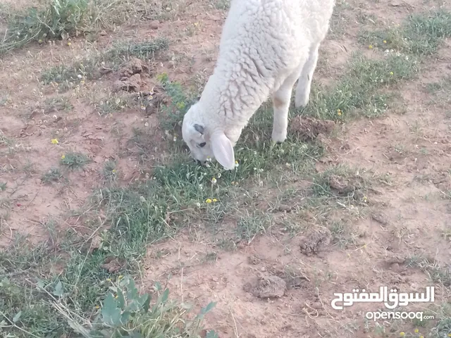 خروف للبيع