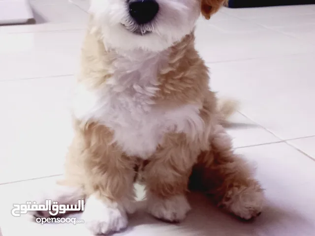 (#whatsup)Male /Mini malltipoo/5 months old