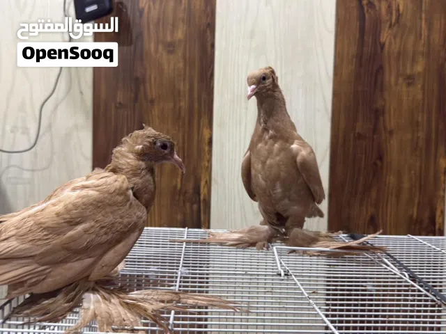 متاح حمام رواعب ومساكي وعرايس للبيع