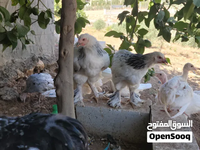 دجاج براهما كولومبي