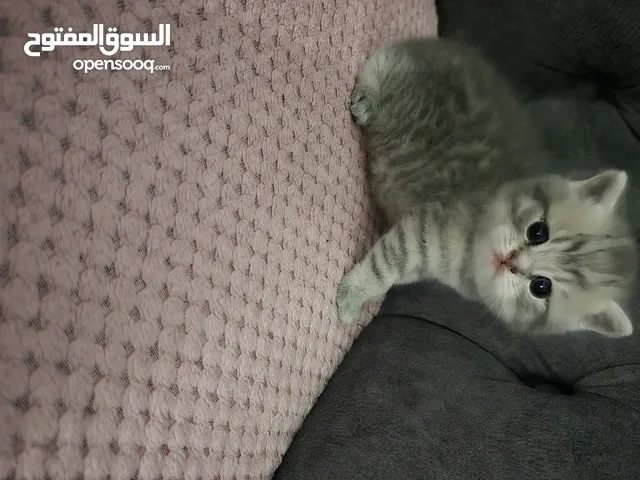 اناث سكوتش فولد اهالي مستورده