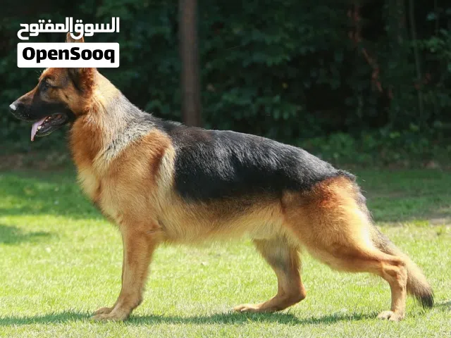 كلب أليف مطيع الاومر