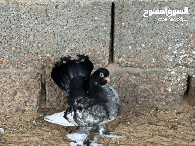 4طروف روسي للبيع