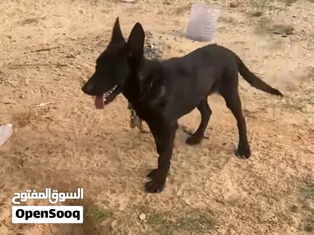 دكر وانثي ملينوا