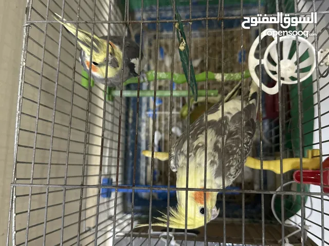 ببغاء كوكتيل جوز شغال ميه بالميه أليفات جداً