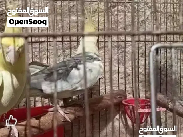 جوز كوكتيل جاهز معه ثلاث بيضات الفحل بايد والانثى لاتينو