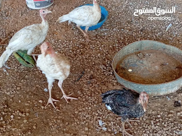 السلام عليكم الله يبارك متاح براهما العمر ثلاث شهور المكان مصراته
