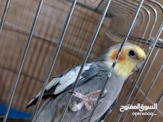 طيور كوكتيل ذكور حبشي ولاتينو الحبشي غير اليف وشغال ميه بالميه ولاتينو اليف الحبشي لاب ولاتينو ابنه