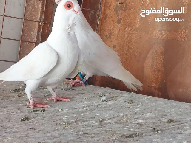فحول وطواير للبيع