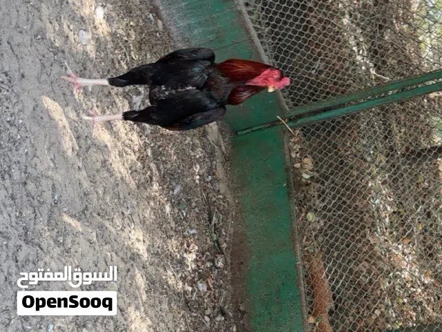 للبيع ديج باكستاني 450
