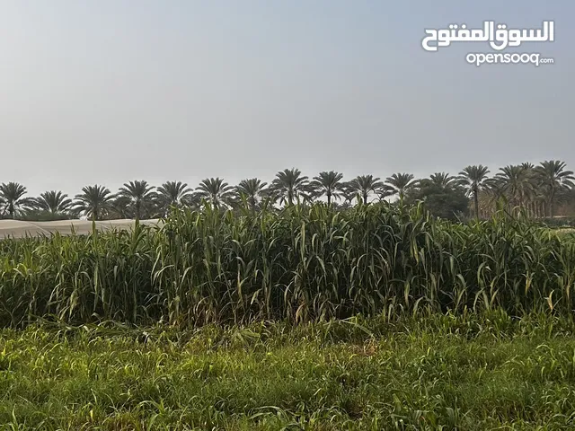 أعلاف حيوانات