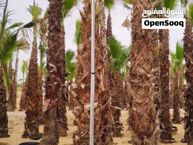 نخيل واشنطونيا للبيع في أبوظبي ودبي  توريد وزراعة نخيل زينة  أسعار مميزة مع التوصيل